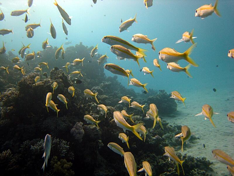 Large school of Yellowfin Goatfish